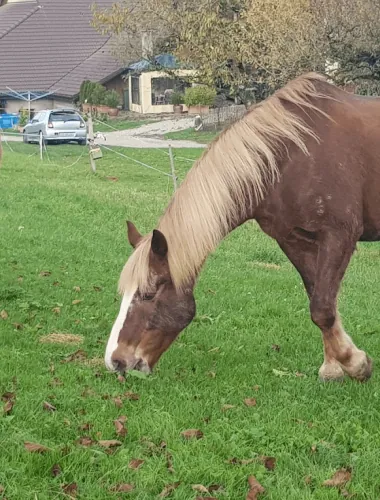 Pferd beim Grasen auf der Wiese