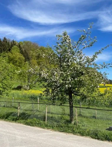Blühender Baum am Wegrand im Frühling