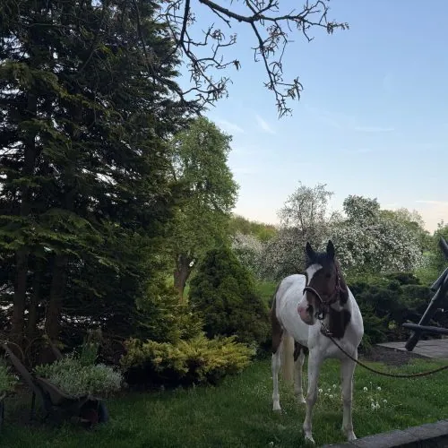 Pferd im Garten vor blühenden Bäumen